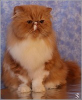 /album/pre-no-no-energizer-z-thalgau/no-no-energizer-11-jpg/